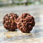rudraksha